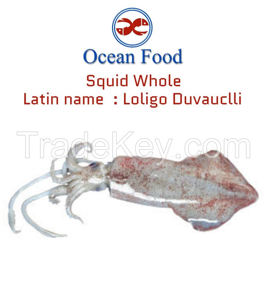 Squid Loligo