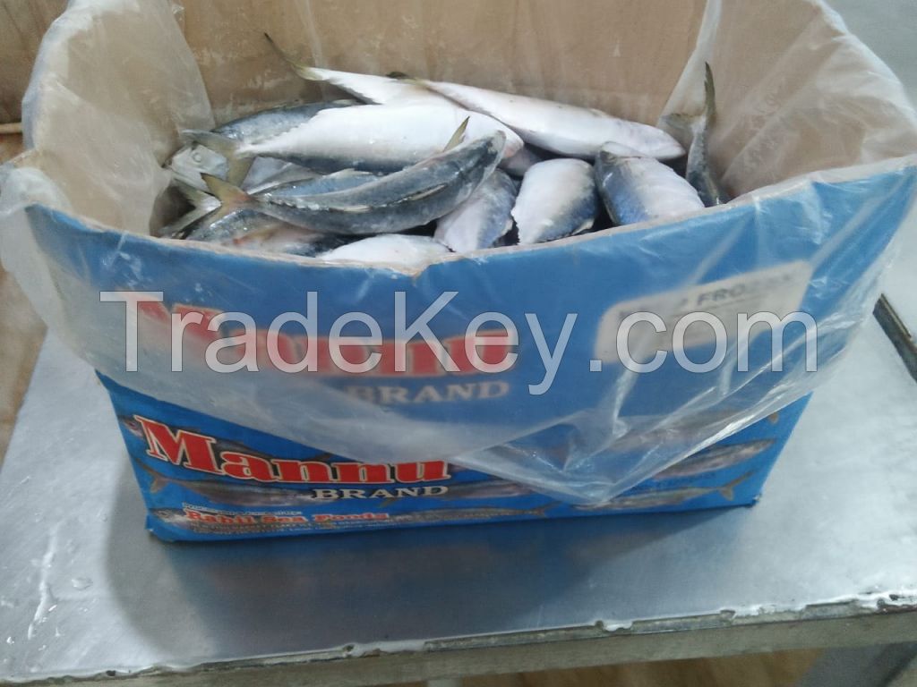 Frozen Indian Mackerel