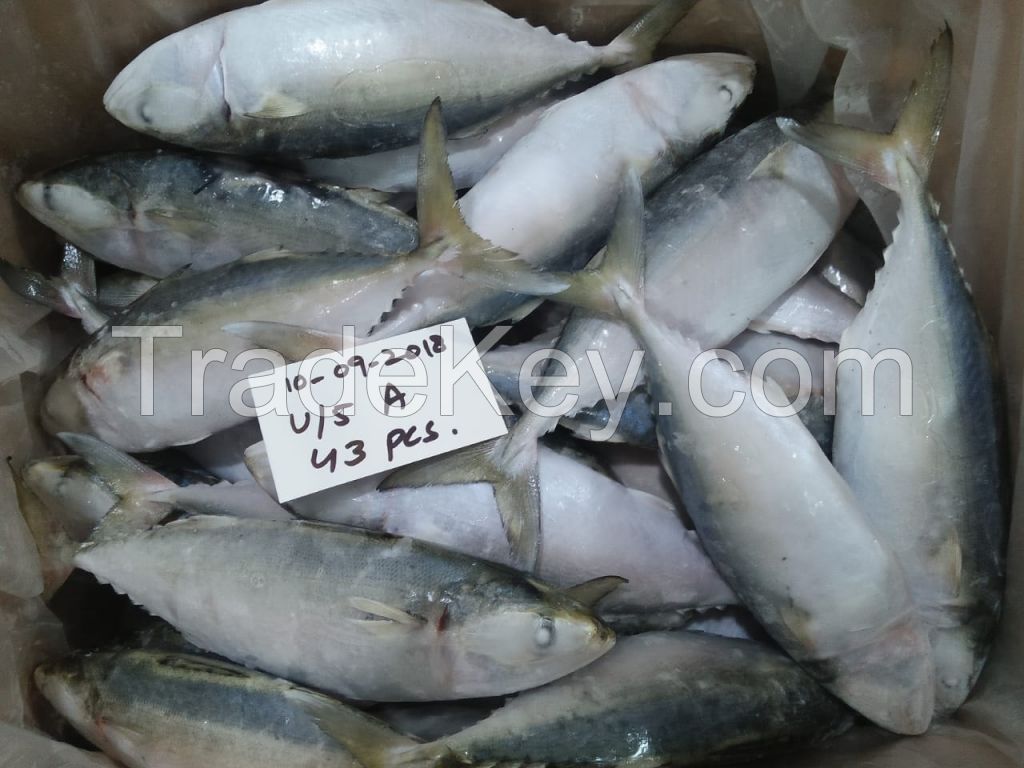 Frozen Indian Mackerel