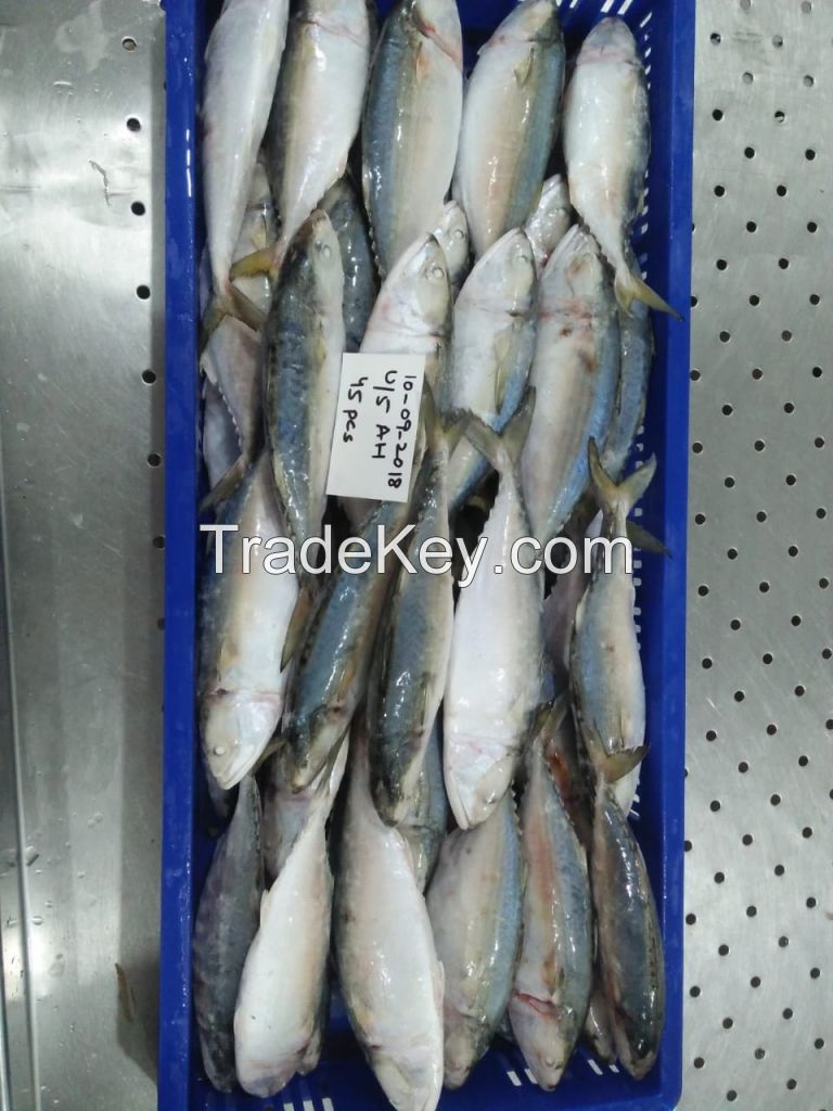 Frozen Indian Mackerel