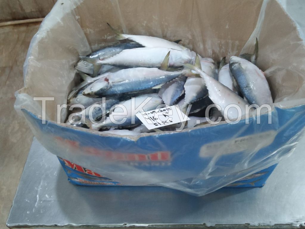 Frozen Indian Mackerel