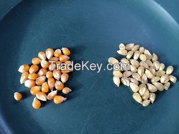 Hight Quality of Yellow & White Corn for sale