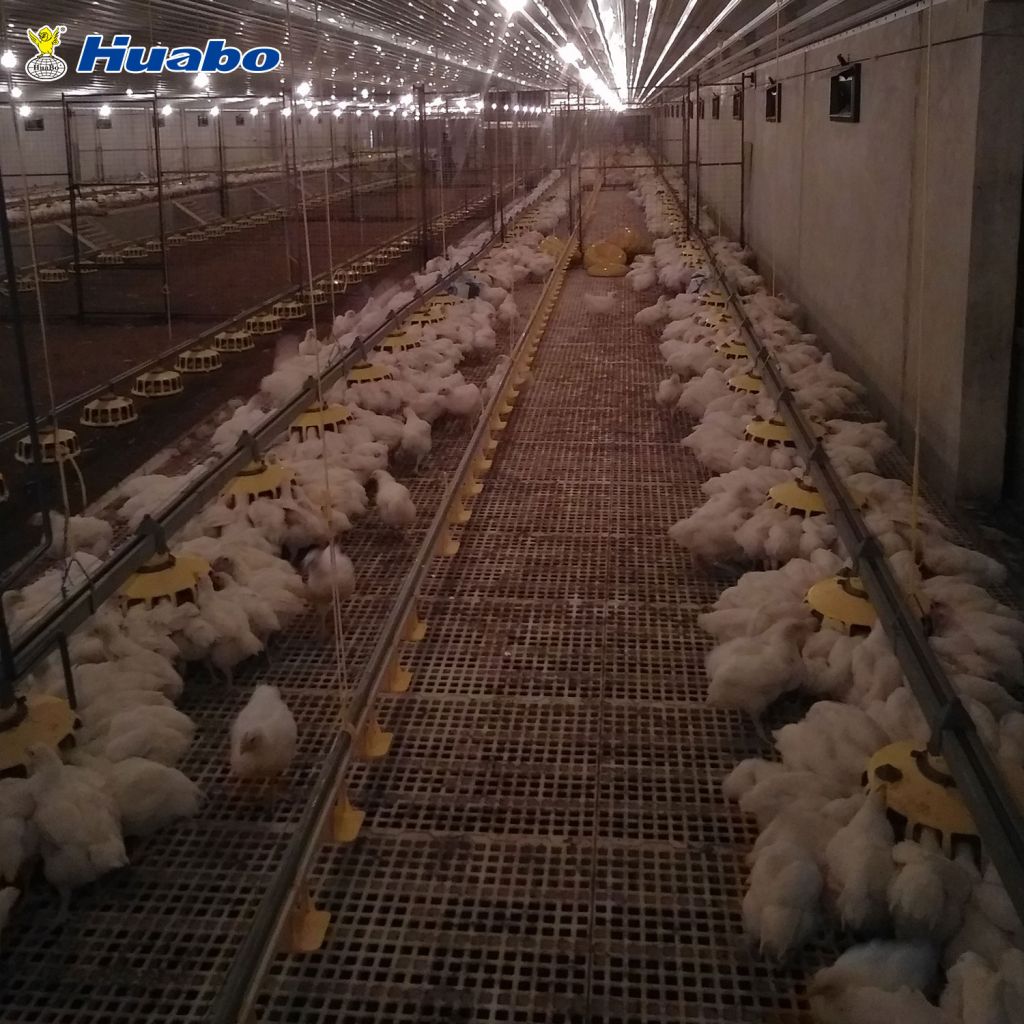 Auto Poultry Feeding Equipment System For Breeder Farm