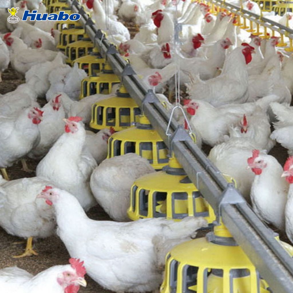 Auto Poultry Feeding Equipment System For Breeder Farm