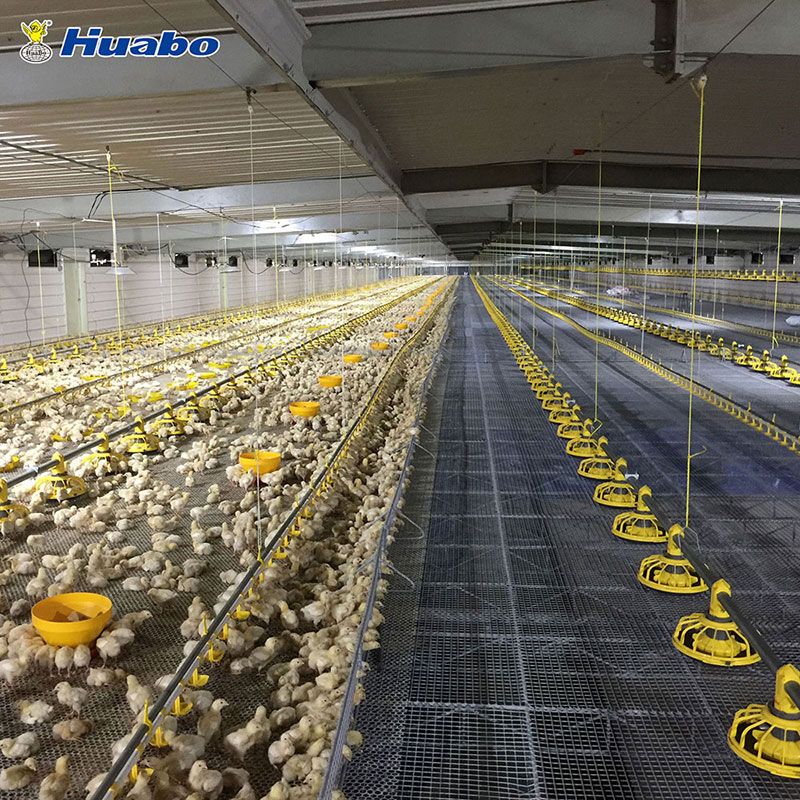 Auto Poultry Feeding Equipment System for Broiler Farm