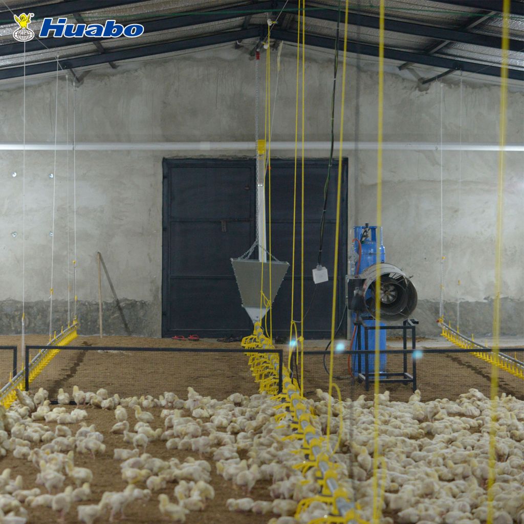 Auto Poultry Feeding Equipment System for Broiler Farm