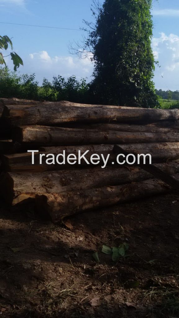 Teak wood logs and timber