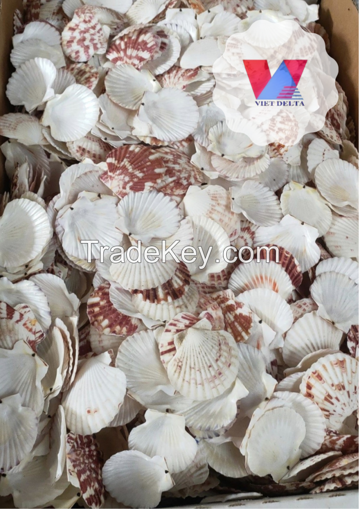 SEA SCALLOP SEASHELL HIGH QUANLITY FROM VIET NAM