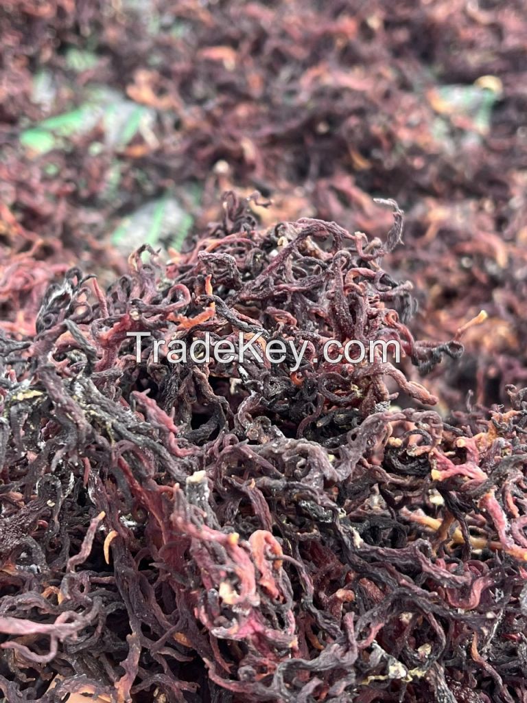 Dried Sea Moss With Competitive Price From Viet Nam By Viet Delta