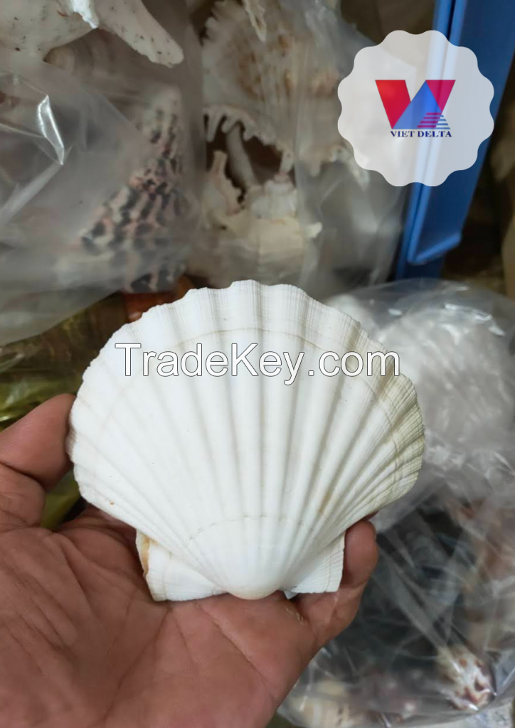 SEA SCALLOP SEASHELL HIGH QUANLITY FROM VIET NAM