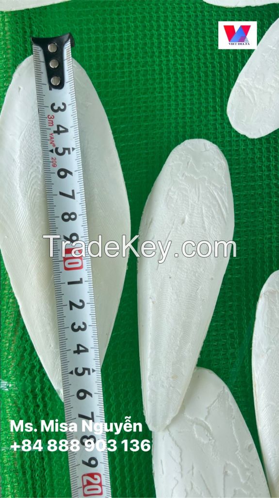 High Quality Dry Cuttlefish Bone Cuttlebone 100% Natural from Vietnam