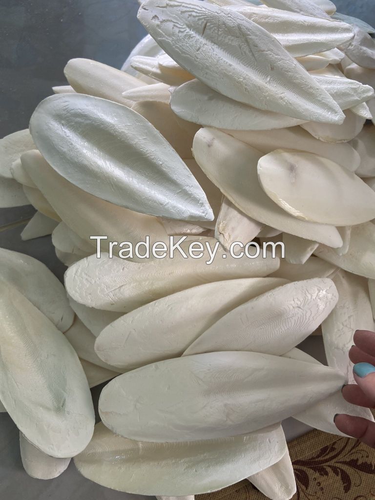 High Quality, Natural Cuttlefish Bone For Traditional Medicine And Bird Feeds