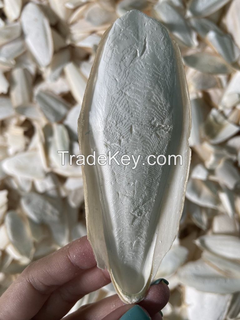 Vietnam's Finest Natural Cuttlefish Bone: Wholesale at Amazingly Low Prices