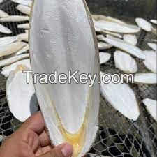 DRIED CUTTLEFISH BONE WITH REASONABLE PRICE AND GOOD QUALITY IN VIETNAM