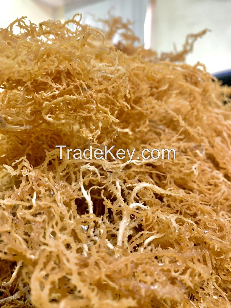 Hot Selling High Purity Wholesale Natural Irish Sea Moss Extract Powder for sale Serena
