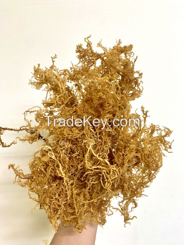 Vietnam 100% Oragnic Natural High Quality Gold Sea Moss from Vietnam