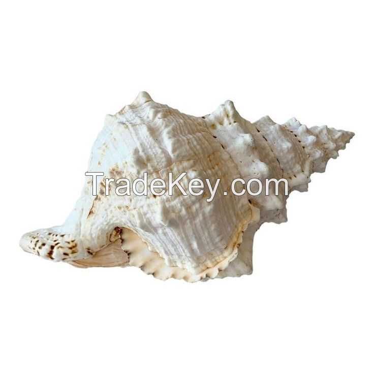 High quality cheap price scallop seashells