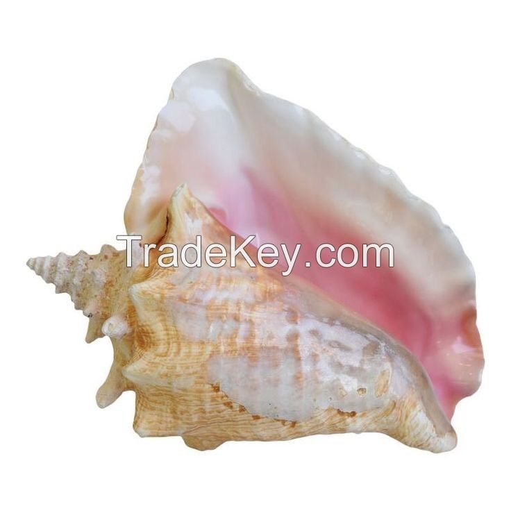 Supplier large quantity with cheap price scallop seashells