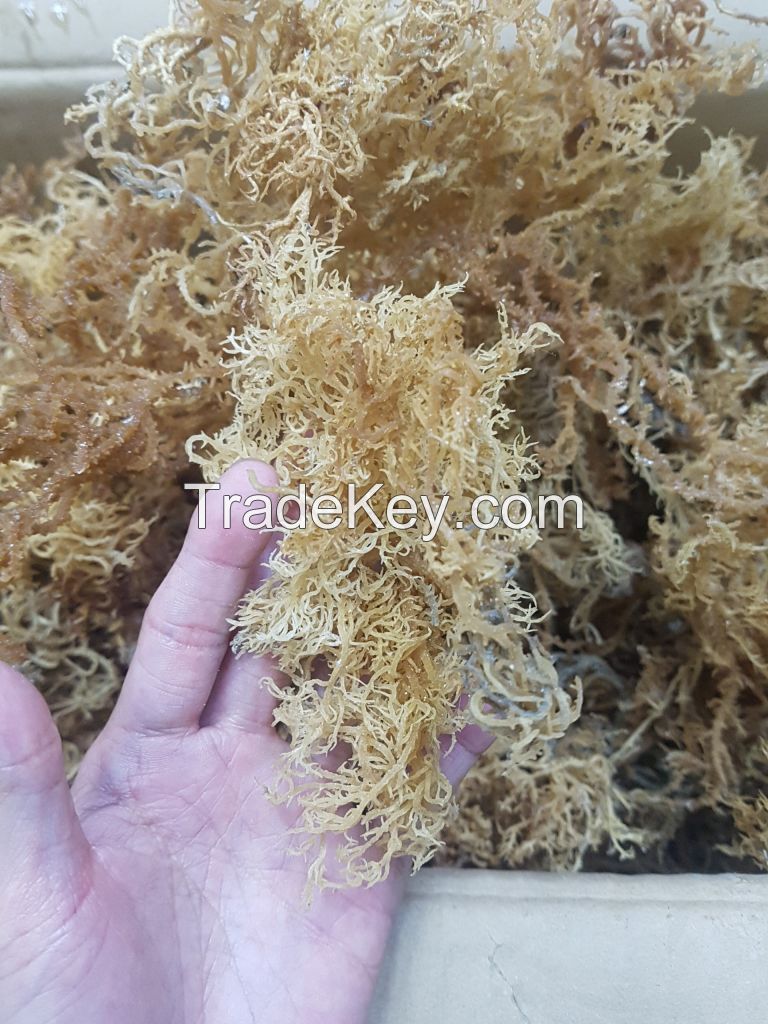 Sea Moss all Natural Ocean Raw Gold Irish Sea moss Organic Vegan Non-GMO Sundried Seaweed Serena