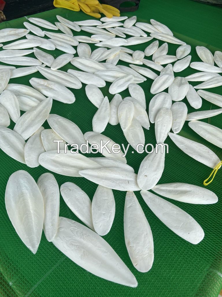 FRESH CUTTLEFISH BONE FOR BEST PRICE | 100% NATURAL DRIED WASHED CUTTLE FISH BONE
