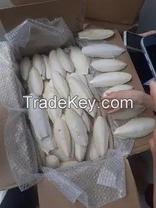 Vietnam's Finest Natural Cuttlefish Bone: Wholesale at Amazingly Low Prices