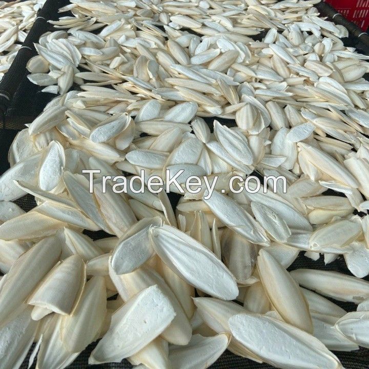 TOP PRODUCTS ABOUT CUTTLEFISH BONE FROM VIETNAM 2023 WITH HIGH QUALITY COMPETITIVE PRICE