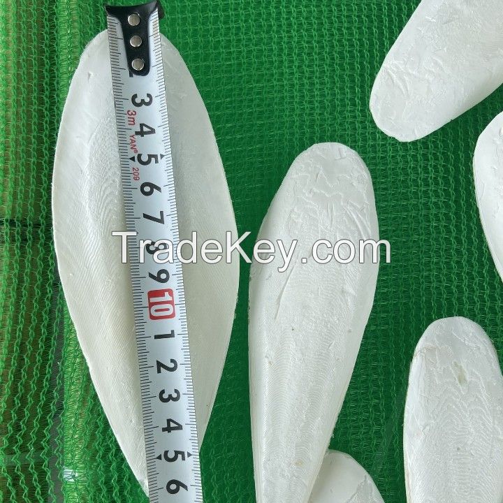 Hot Product Cuttlefish Bone For Animal Feed/Cuttlefish Bone from Vietnam