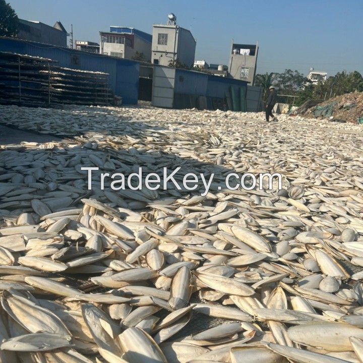 Best Supplier Dried CuttleFish Bone At The Best Price From Viet Nam