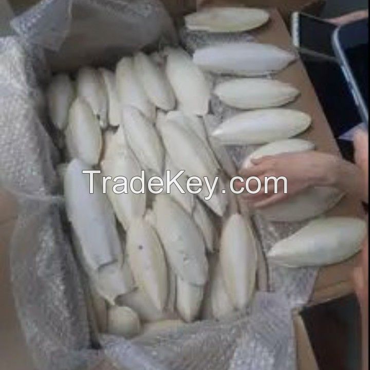 Dried cuttle fish dry cuttle fish bone for sale cuttlefish bone Processed Unprocessed dried cuttlefish