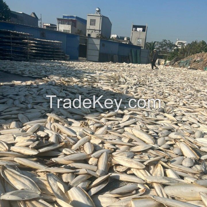 Dried cuttle fish dry cuttle fish bone for sale cuttlefish bone Processed Unprocessed dried cuttlefish