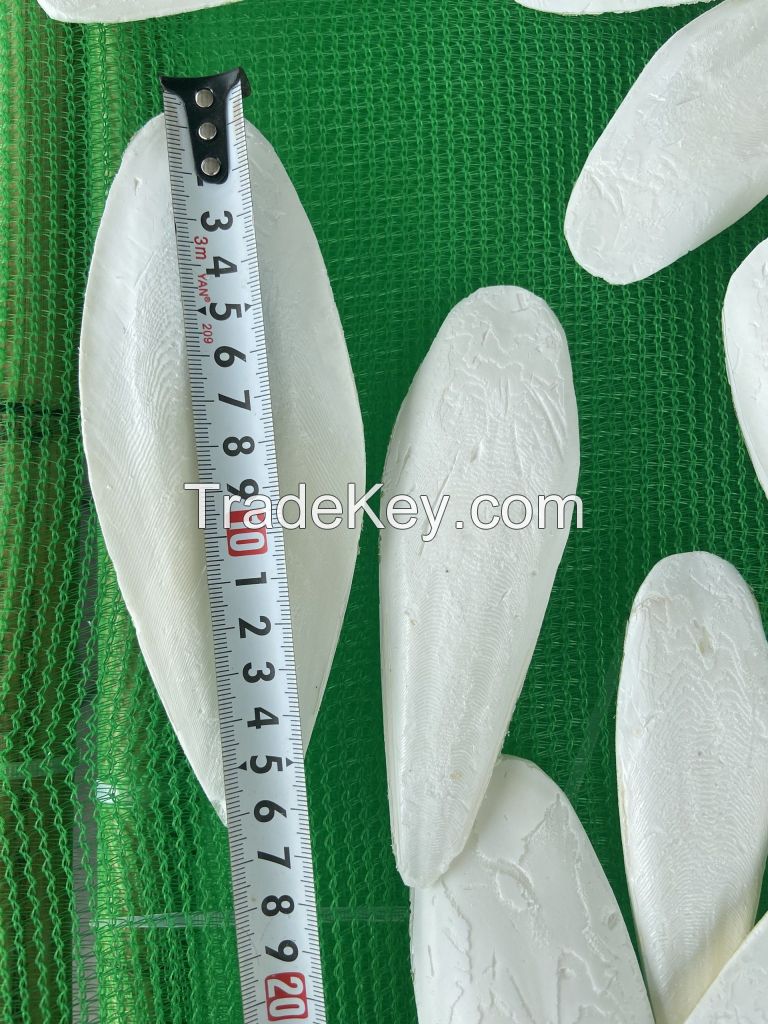 {HOT - SALE} Dried cuttlefish bone small with good price High quality, Natural Cuttlefish Bone