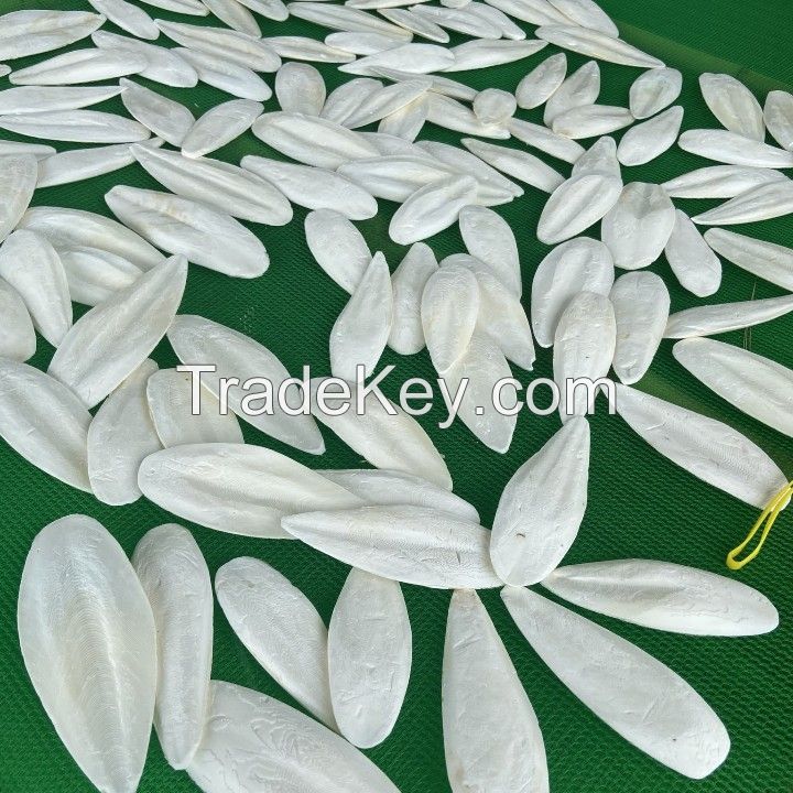 CHEAP CUTTLEFISH BONE - BEST PRICE &amp;amp; HIGH QUALITY - VIETNAM