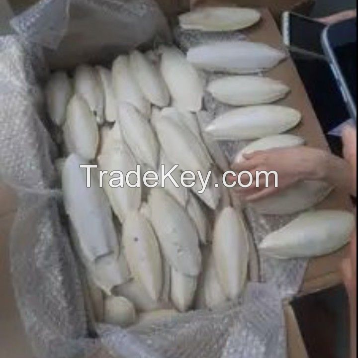 Competitive Price And High Quality Cuttlefish Bone From Vietnam