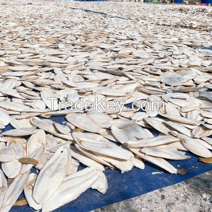 Best Selling, Clean dried cuttlefish bones exported globally at cheap prices