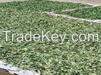 Wholesale Vietnamese Dried Bay Leaf At Low Price Meet Export Standards