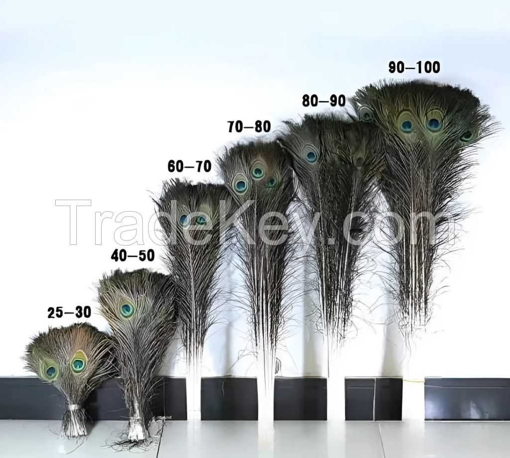 Selling High Quality Natural Real Peacock Feather Best Supplier From Vietnam