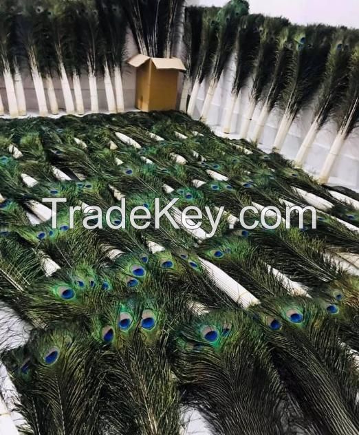 Wholesale 25 to 100 Cm Natural Peacock Feathers With Competitive Price/Real Peacock Feathers For Crafts &amp; Home Decoration