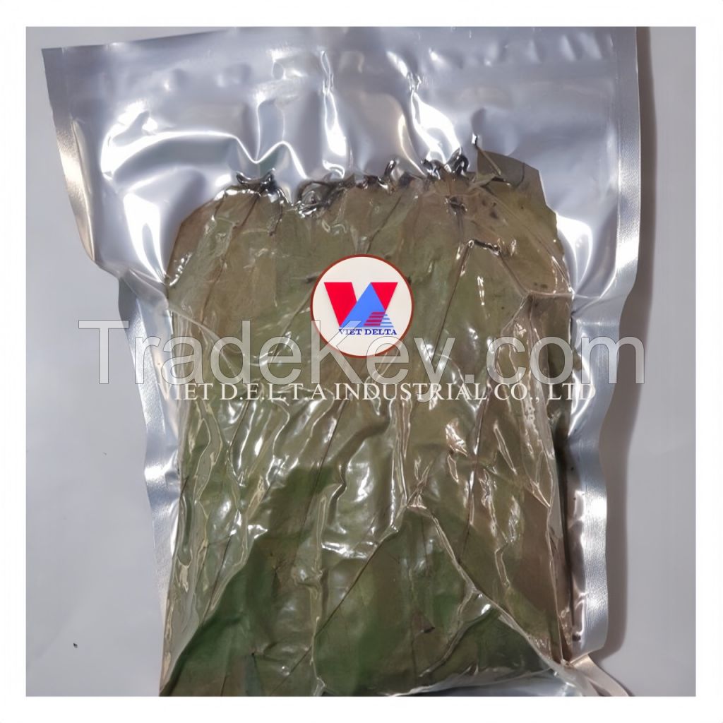 BEST PRICE DRIED SOURSOP LEAF WITH 100%NATURAL HIGH QUALITY AND LOW PRICE