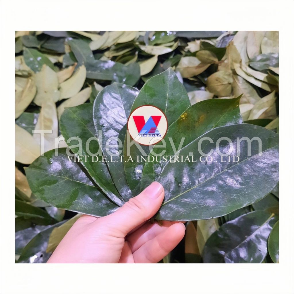 NATURAL DRIED SOURSOP LEAF WITH HIGH QUALITY AND LOW PRICE 100% NATURAL