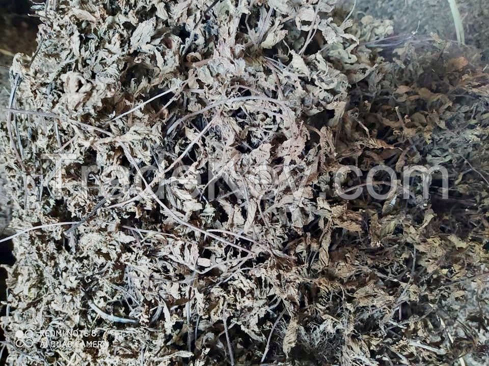 High quality dried glass jelly leaves with competitive price in bulk quantity from Vietnam