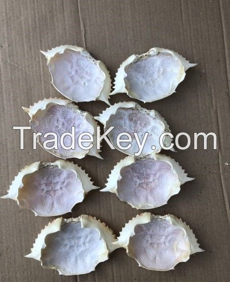 Best Seller Natural Materials Crab Shell with low Price best quality in Viet Nam