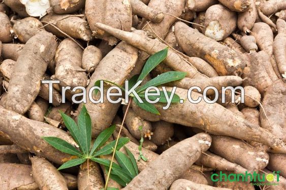 Natural cassava, Tapioca starch, Premium Frozen Grated Cassava For Cooking Frozen Tapioca From 99 Gold Data Vietnam to make delicious cakes and candies