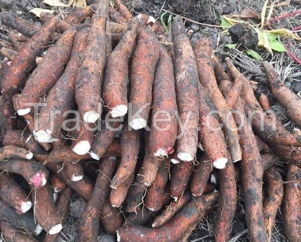 Natural cassava, Tapioca starch, Premium Frozen Grated Cassava For Cooking Frozen Tapioca From 99 Gold Data Vietnam to make delicious cakes and candies