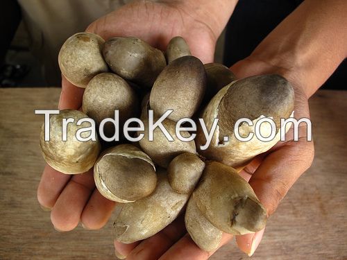 WHOLESALE EXPORT! STRAW MUSHROOM from Vietnam/ HIGH QUALITY with REASONABLE PRICE