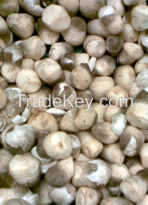 WHOLESALE EXPORT! STRAW MUSHROOM from Vietnam/ HIGH QUALITY with REASONABLE PRICE