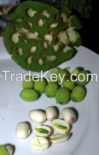 WHOLESALE PRODUCT - FROZEN LOTUS SEEDS - HIGH QUALITY from VIETNAM