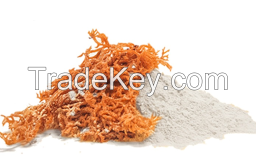 VIETNAMESE CARRAGEENAN FOR THICKENING AND GELLING IN DAIRY 