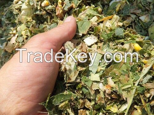 PREMIUM QUALITY CORN SILAGE FROM VIETNAM FOR YOUR CATTLE