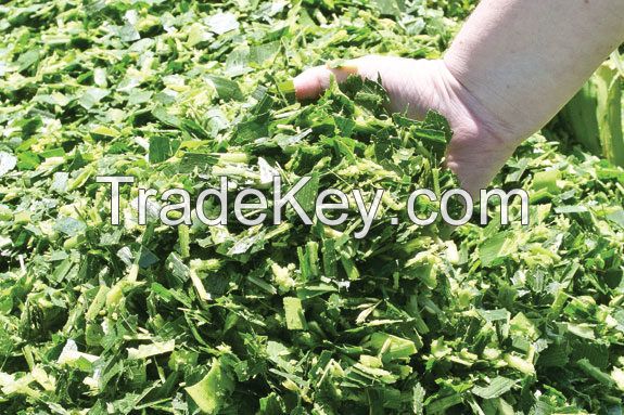 HIGH-QUALITY VIETNAM ORIGIN CORN SILAGE FOR FEEDING SOLUTIONS