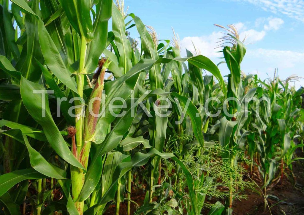 HIGH-QUALITY VIETNAM ORIGIN CORN SILAGE FOR FEEDING SOLUTIONS